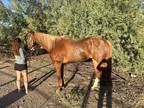 2011 Aqha Gelding