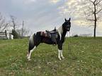  [url removed] REGISTERED BLACK & WHITE SPOTTED GELDING