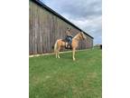 [url removed] REGISTERED TWH PALOMINO