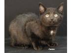 Adopt Tuna Tiffany a Domestic Short Hair