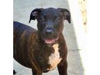 Adopt Brooklyn (Brenda Pup) a Mixed Breed (Medium) / Mixed dog in Fort Myers