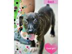 Adopt Basil (Brenda Pup) a Mixed Breed (Medium) / Mixed dog in Fort Myers