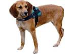 Adopt Susie a Hound, Redbone Coonhound