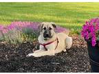 Adopt Lucy a Shepherd, Great Pyrenees