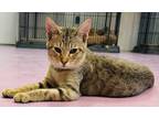 Adopt Chrome a Domestic Short Hair