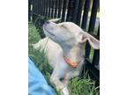 Adopt Iris a Terrier (Unknown Type, Medium) / Feist / Mixed dog in Willingboro