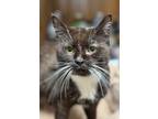 Adopt Maggie Halftail a Domestic Short Hair