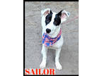 Adopt Sailor Athetic, Funny, Goofball ask for her video loves to play Fetch!