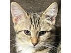 Adopt Mitty a Domestic Short Hair