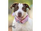 Adopt Maggie a Pointer