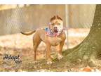 Adopt Sweetpea a American Staffordshire Terrier