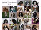 Adopt Foster Homes Needed in Utah! a Cavalier King Charles Spaniel