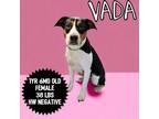 Adopt Vada a Hound, Pit Bull Terrier