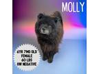 Adopt Molly a Chow Chow