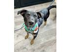 Adopt Opal a Shepherd, Australian Kelpie