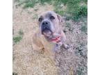 Adopt Cuddles Arabella a Brindle Mastiff / Boxer / Mixed dog in Harrah