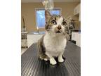 Adopt Darlene a Domestic Short Hair