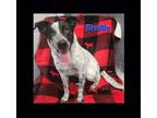 Adopt Braille a Australian Shepherd, Australian Cattle Dog / Blue Heeler