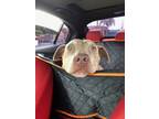 Adopt Halo a American Staffordshire Terrier