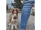 Adopt Faith a Australian Cattle Dog / Blue Heeler, Terrier