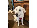 Adopt Suvi a Great Pyrenees