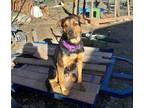 Adopt Emma a German Shepherd Dog, Labrador Retriever