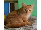 Adopt Nikkie a Domestic Medium Hair