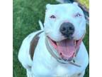 Adopt Izzy a Boxer, American Staffordshire Terrier