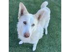 Adopt Winter a Husky