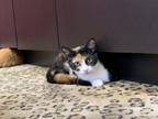 Adopt Barbie a Calico