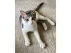 Adopt Monkey Girl a Domestic Short Hair