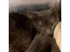 Adopt Momma 1 F a Domestic Short Hair