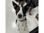 Adopt Marble a Border Collie, Terrier