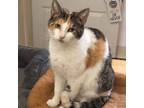 Adopt Fergie * toothless * a Calico, Tabby