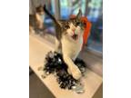 Adopt Lucipurr a Domestic Short Hair