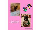 Adopt Millie a Boston Terrier