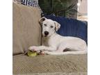 Adopt Cash a Pit Bull Terrier, Great Dane