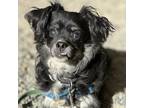 Adopt Gus a Shih Tzu