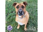 Adopt CARTER a Boxer, Mixed Breed