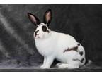 Adopt FRECKLE a Bunny Rabbit