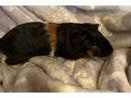 Adopt Phineas a Guinea Pig