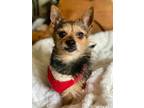 Adopt Toto the tripod a Yorkshire Terrier