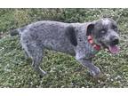 Adopt Blue a Catahoula Leopard Dog, Australian Cattle Dog / Blue Heeler