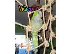Adopt Waco a Quaker Parakeet