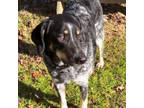 Adopt 23-13118/Tommy a German Shorthaired Pointer, Bluetick Coonhound