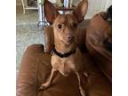 Adopt Pico JC a Miniature Pinscher / Mixed dog in Rosemont, IL (38546292)