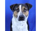 Adopt Rusty - 102702R a Australian Cattle Dog / Blue Heeler