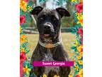 Adopt Georgia-Adoption Fee Grant Eligible! a American Pit Bull Terrier /