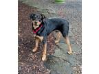 Adopt AJ a Rottweiler