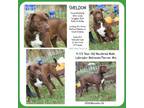 Adopt Sheldon (Neutered) (Photos 10/20/2023) a Chocolate Labrador Retriever